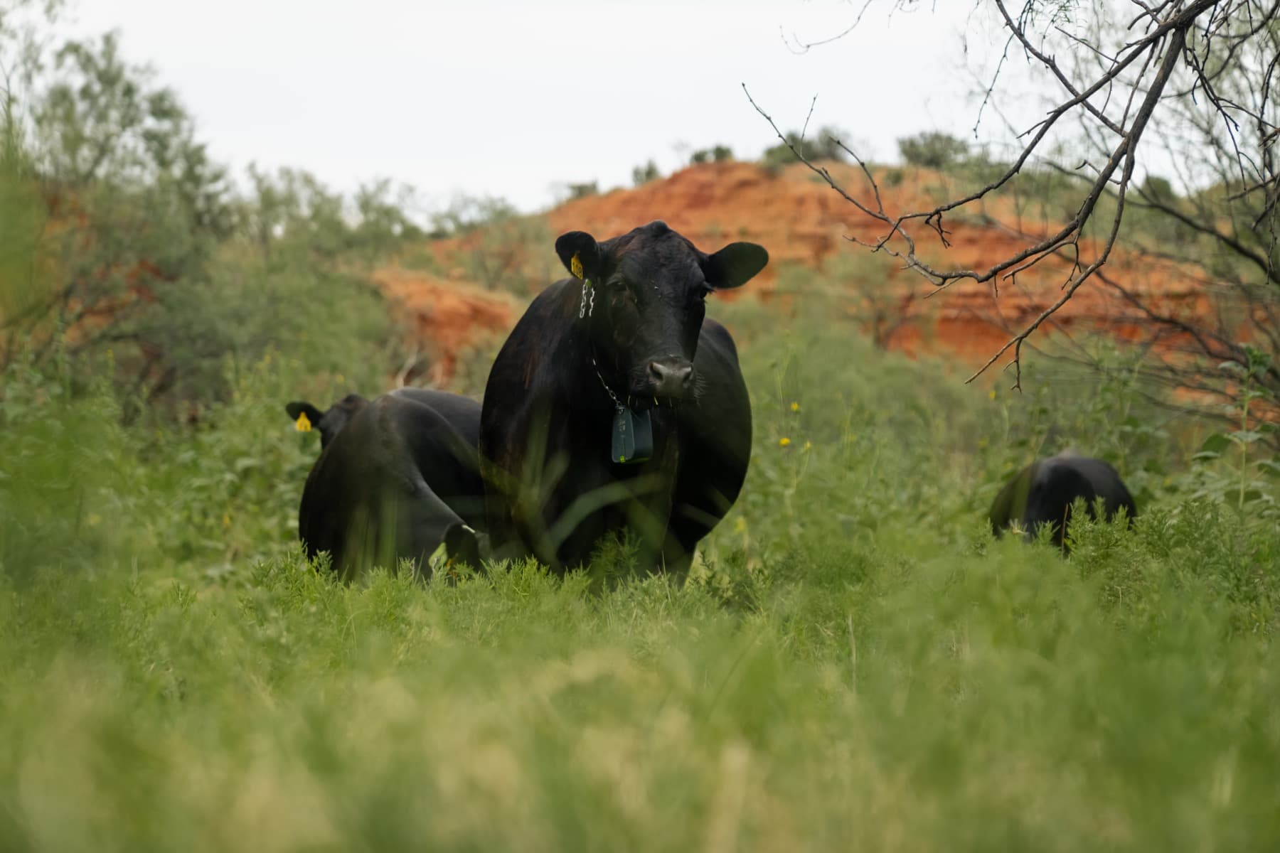 Black cow wearing a Nofence collar grazing in tall grass below a red-rock mesa